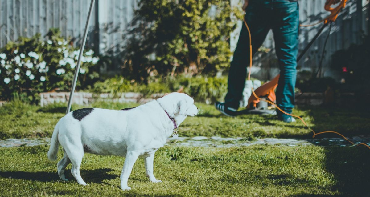 A kertépítő dolgozik